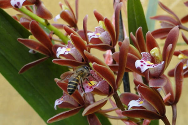 Myripristis maculata