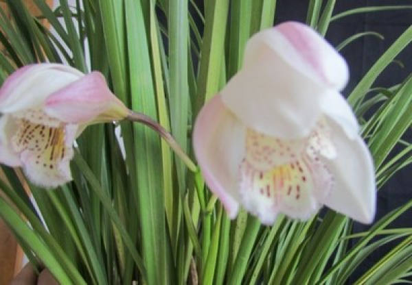 Myripristis maculata