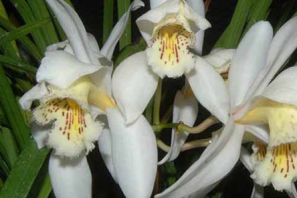 Myripristis maculata