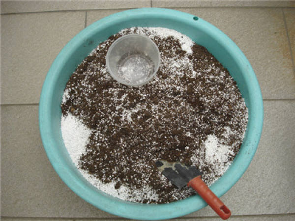 Potting morning glory seedlings: mixing soil