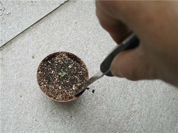 Potting morning glory seedlings: mixing soil