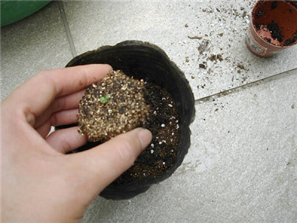 Potting morning glory seedlings: mixing soil