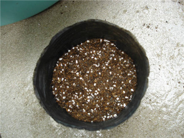 Potting morning glory seedlings: mixing soil