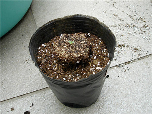 Potting morning glory seedlings: mixing soil