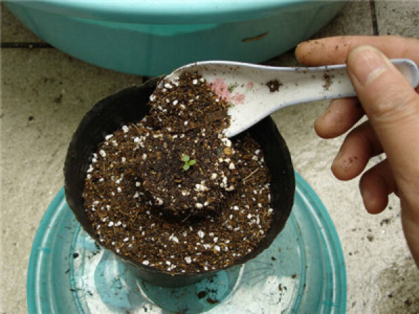 Potting morning glory seedlings: mixing soil