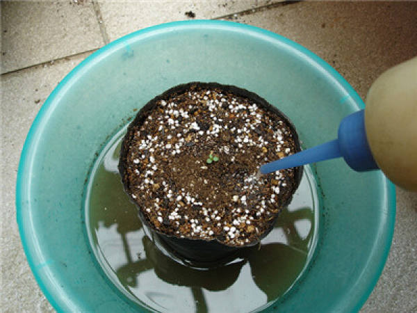 Potting morning glory seedlings: mixing soil