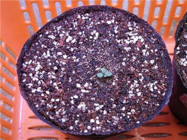 Potting morning glory seedlings: mixing soil