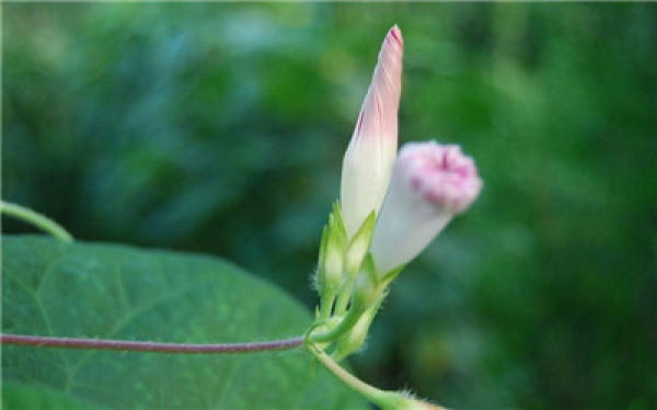 morning glory bud