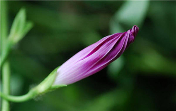 morning glory bud