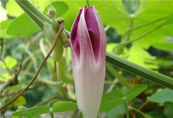 morning glory bud
