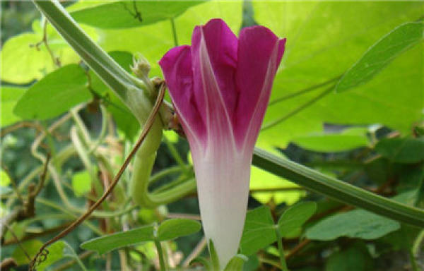 morning glory bud