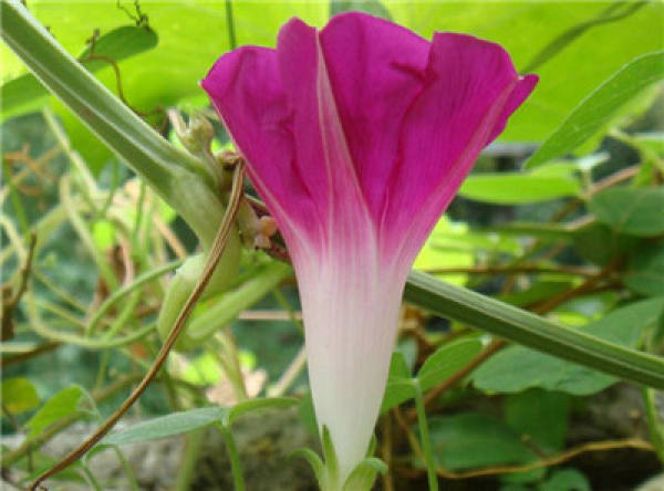 morning glory bud