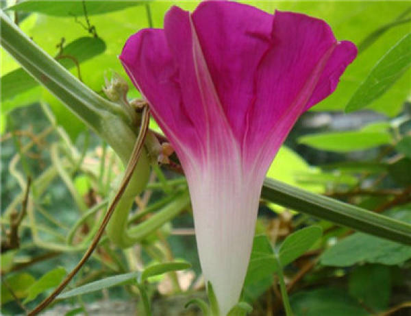 morning glory bud