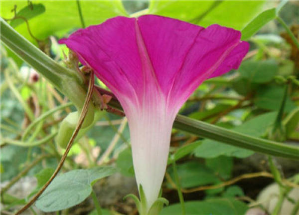 morning glory bud