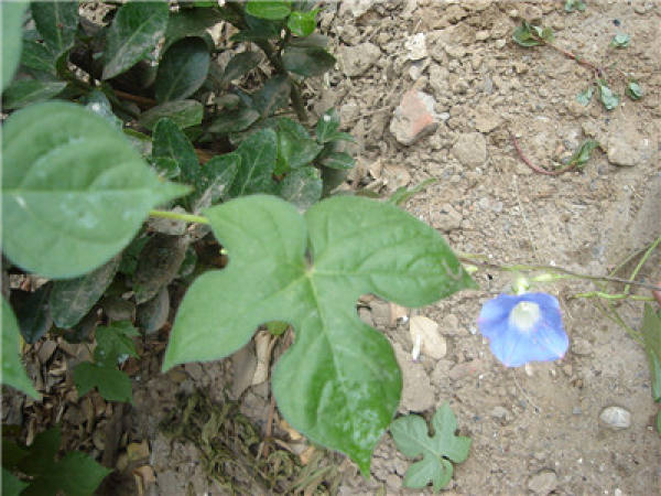 Pharbitis laciniata