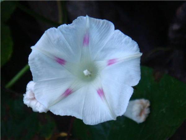 Pharbitis laciniata
