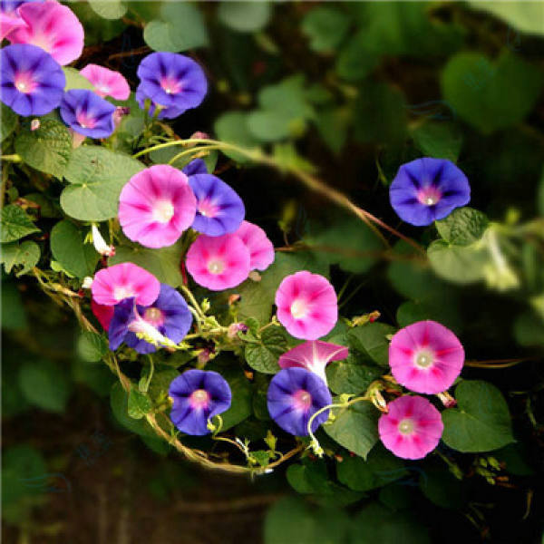 morning glory