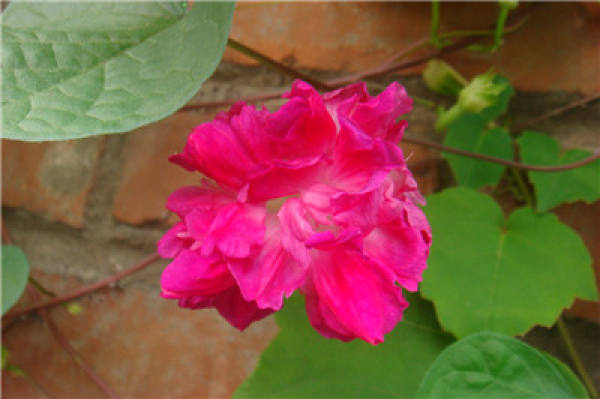 morning glory