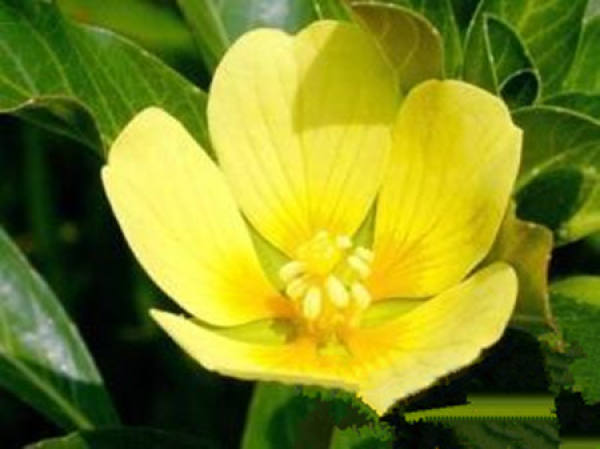 Nuphar