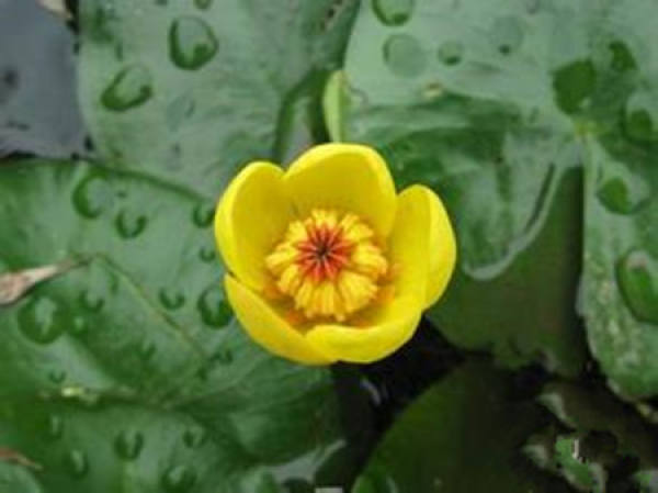 Nuphar