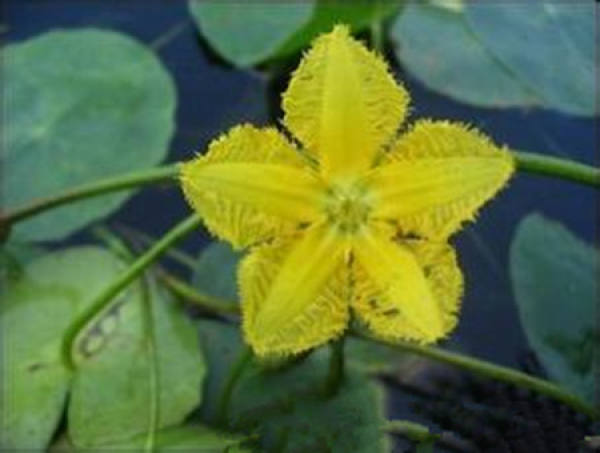 Nuphar