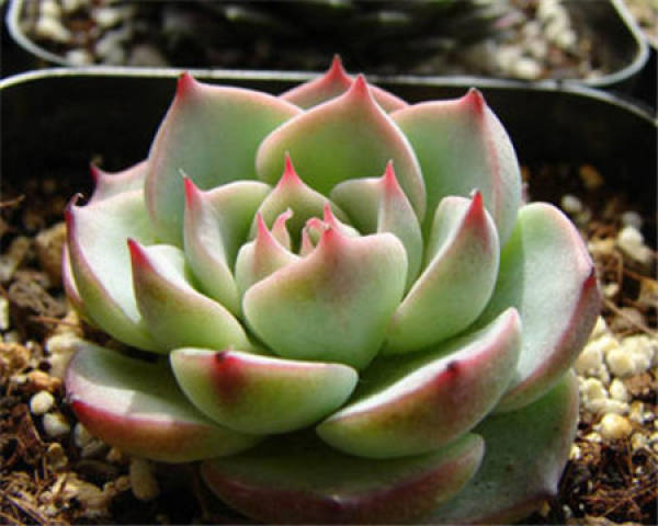 culture method: slow seedling