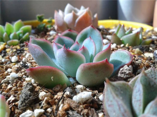 When does the Kiva flower?