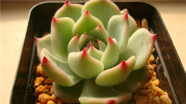 When does the Kiva flower?