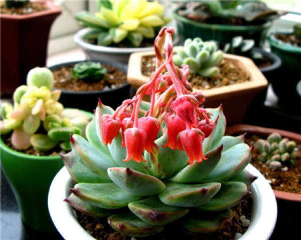 When does the Kiva flower?