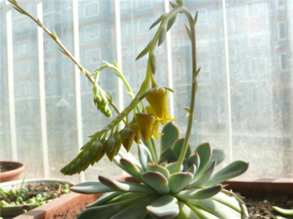 When does the Kiva flower?