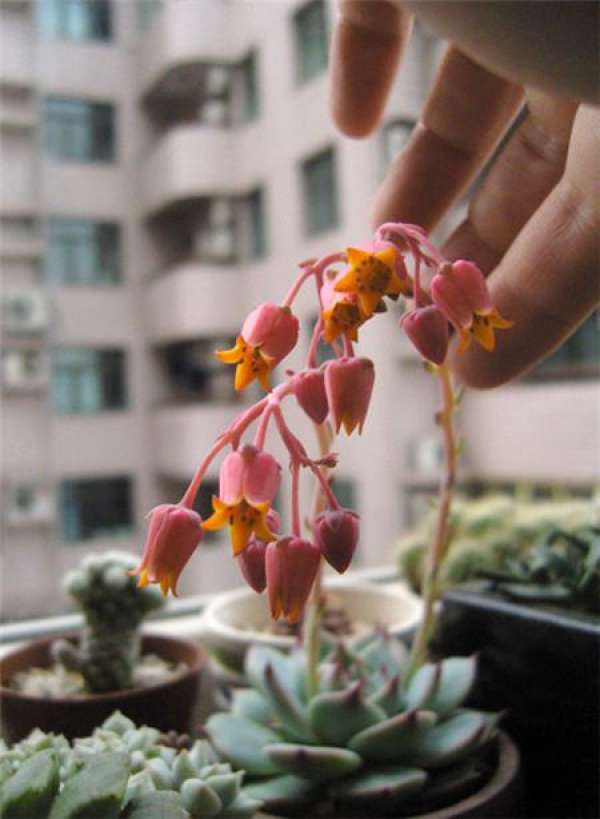 when does jihualian bloom