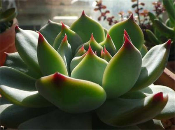 Jiwa lotus repotting