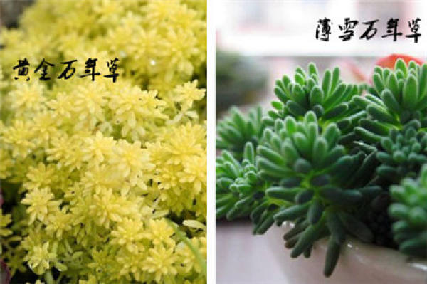 The Difference between Golden Wanniancao and Thin Snow Wanniancao: Look at the Color