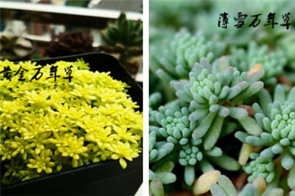 The Difference between Golden Wanniancao and Thin Snow Wanniancao: Look at the Color