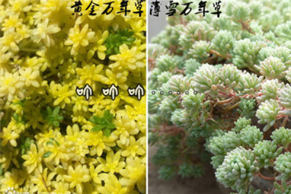 The Difference between Golden Wanniancao and Thin Snow Wanniancao: Look at the Color