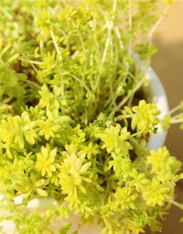 The appearance of Golden Wanniancao.