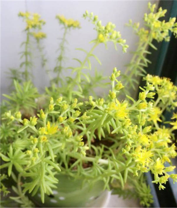 The appearance of Golden Wanniancao.