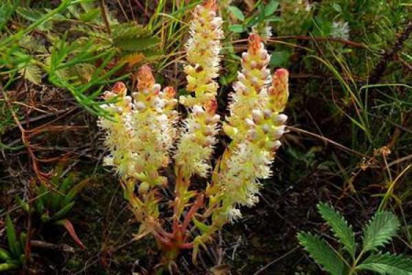 Orostachys lutea