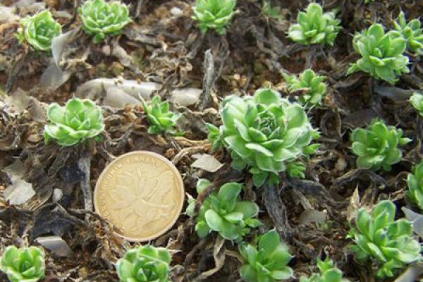 Orostachys lutea