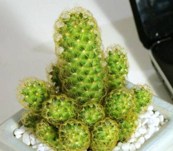 Cultivation method of golden finger: light and temperature requirement