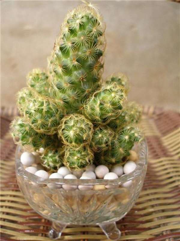 breeding method of golden fingers: light and temperature requirements
