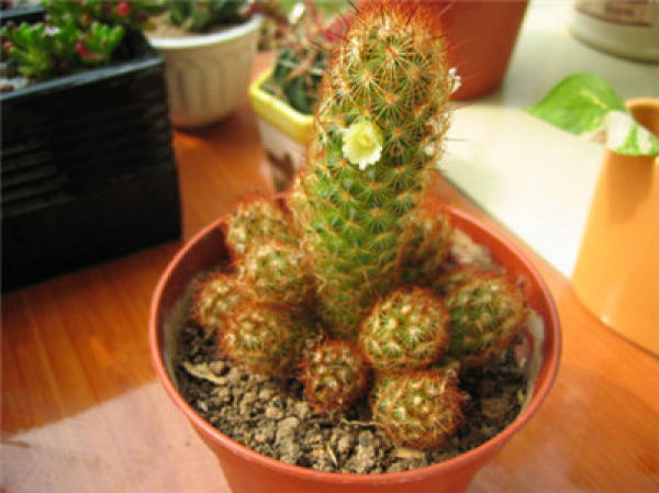 Golden Finger Overwintering II: Covering Membrane