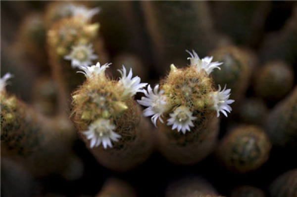 Does Goldfinger blossom?