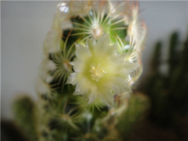 does the golden finger blossom? 