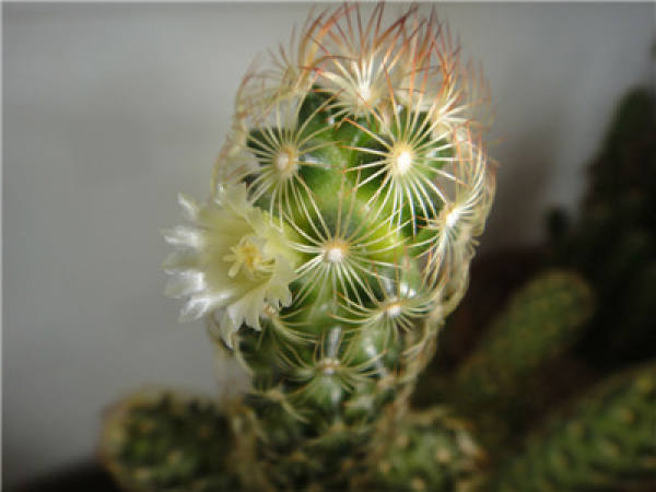 does the golden finger blossom? 