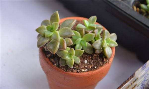 Ji Oboro Moon Breeding Method: Pink Sunshine