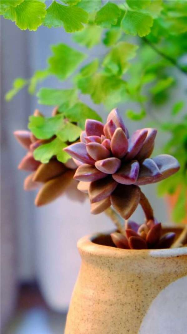 culture method of jijuyue: Pink sunshine