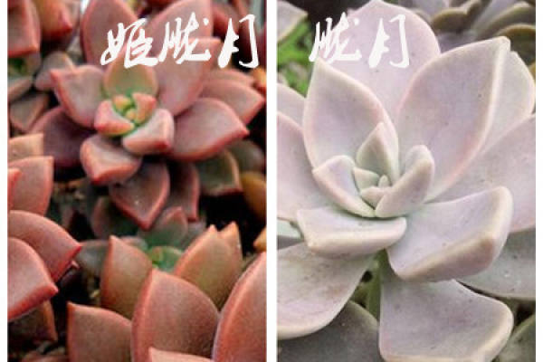 The difference between Oboro Moon and Ji Oboro Moon: the size of plant type