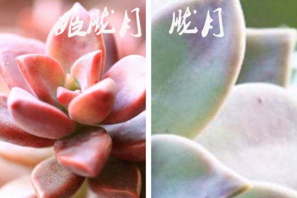 The difference between Oboro Moon and Ji Oboro Moon: the size of plant type