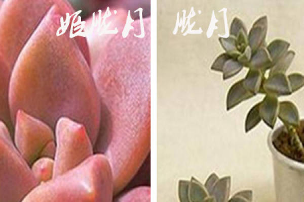the difference between Yuyue and jiyuyue: depending on the size of the plant